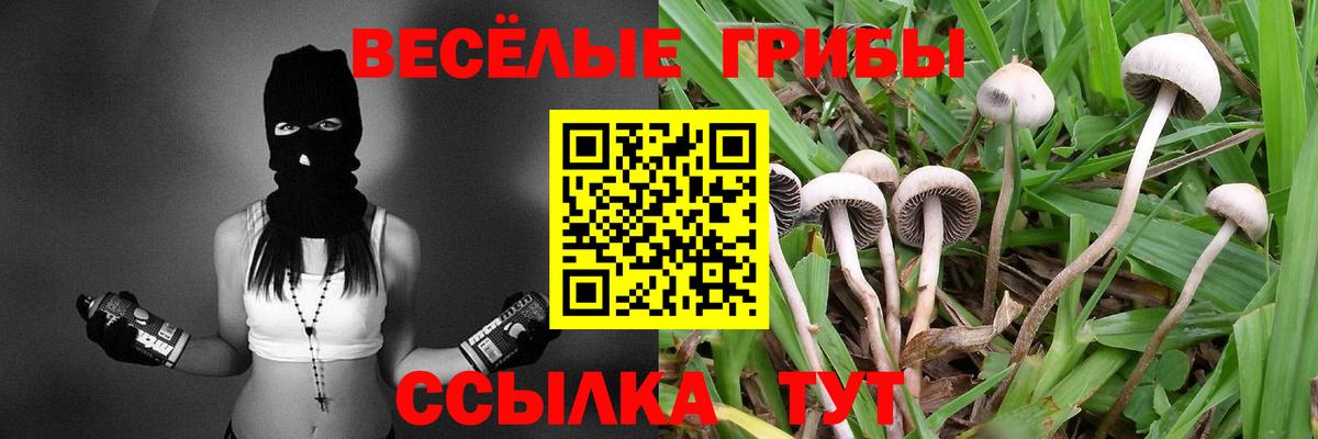 Псилоцибиновые грибы GOLDEN TEACHER Бирск